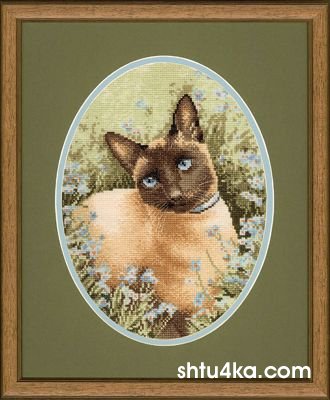 http://www.shtu4ka.com/uploads/posts/2009-03/1238158253_siamese-cat.jpg